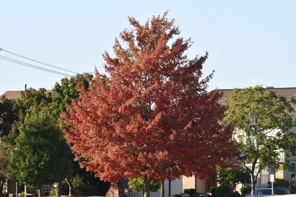 Trees around Palatine High turn all shades of red, yellow, and brown to usher in fall.