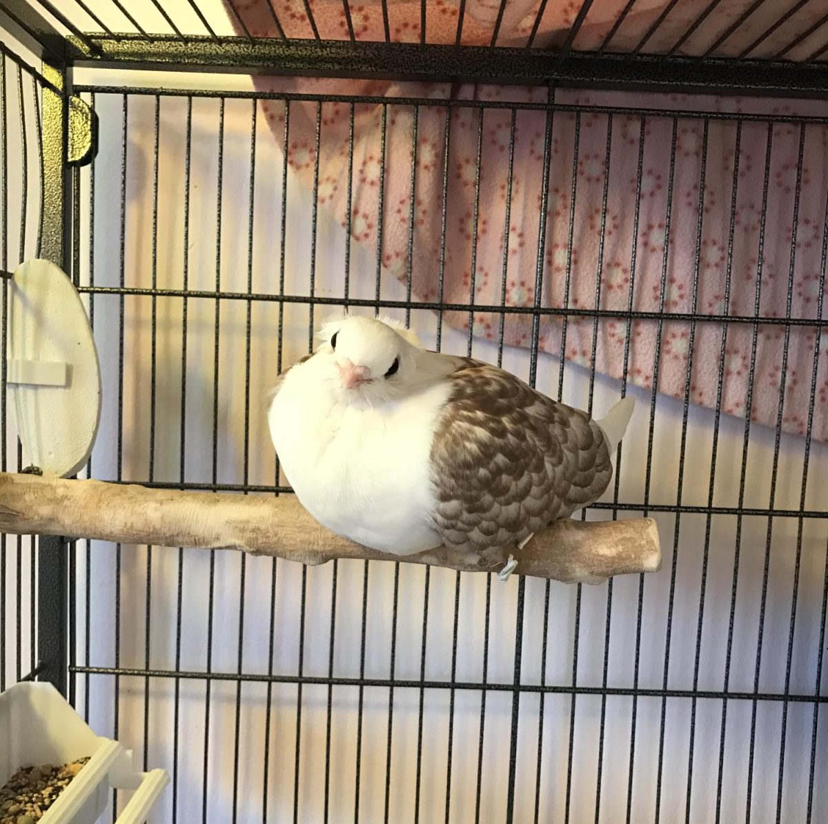 One can often find Opal loafing atop her wooden perch in her cage.