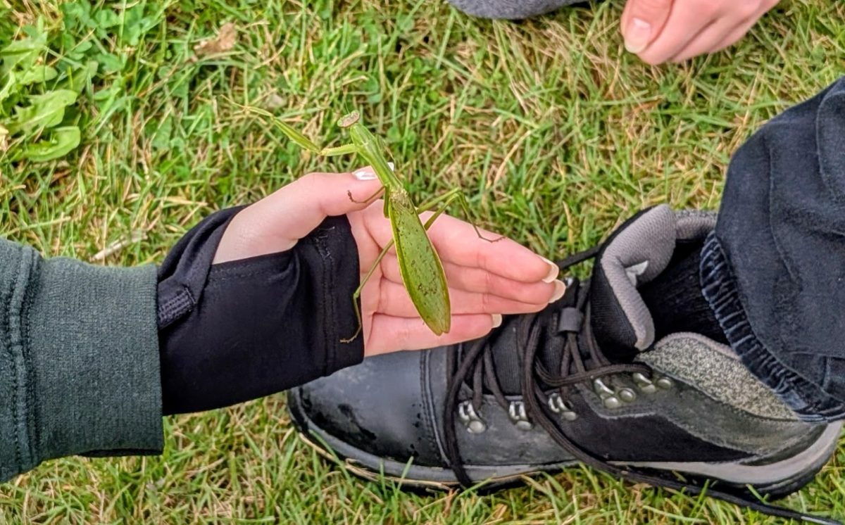 A female praying mantis crawls around a students’ palm of their hand. This is an example of an invasive species that can be found living in the vegetation.