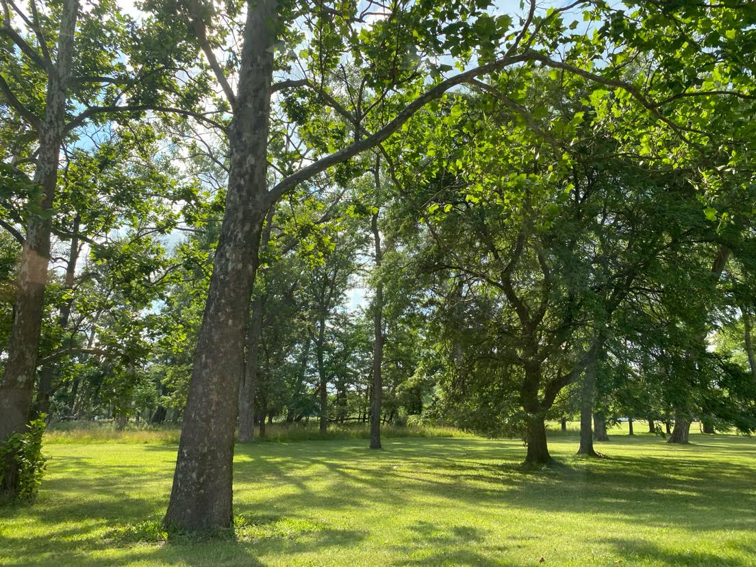 Lively trees create shade to cool the forested environment, adding unique beauty.